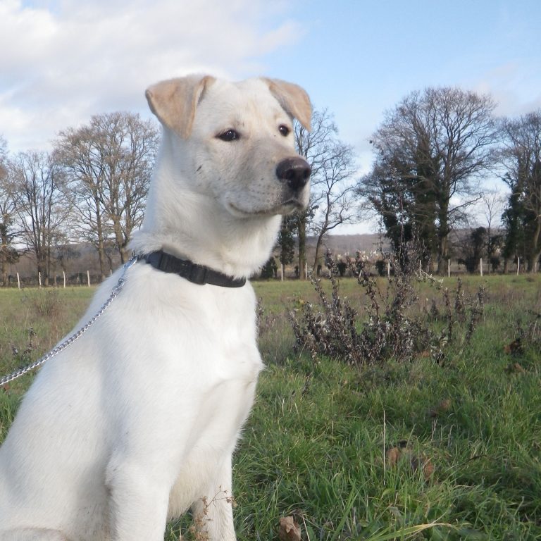 Cruce de Husky con labrador