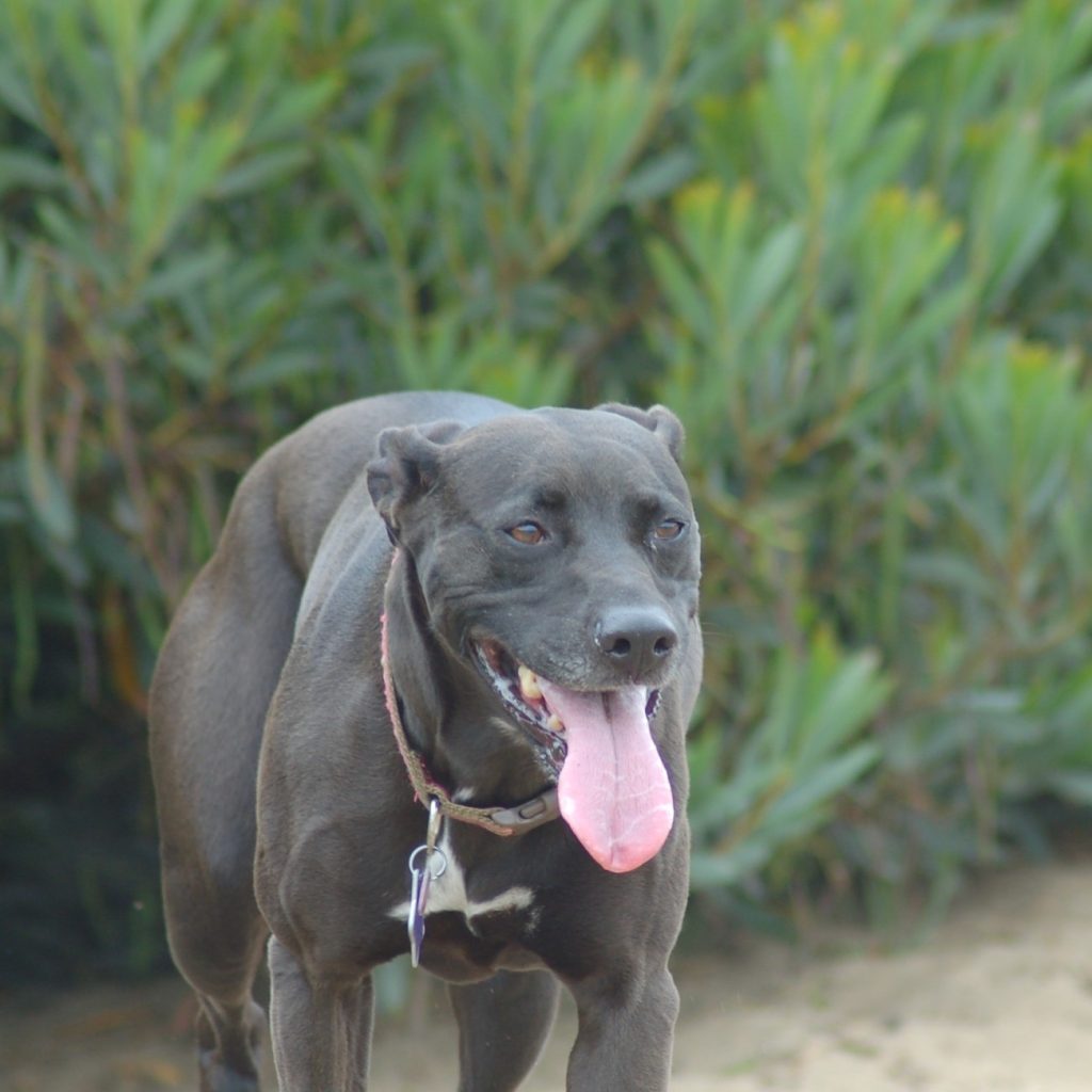 Cruce de Labrador con Pitbull (Pitador)