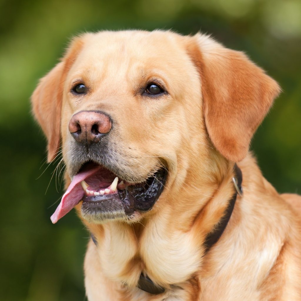 Labrador Retriever adulto de color dorado con la lengua fuera