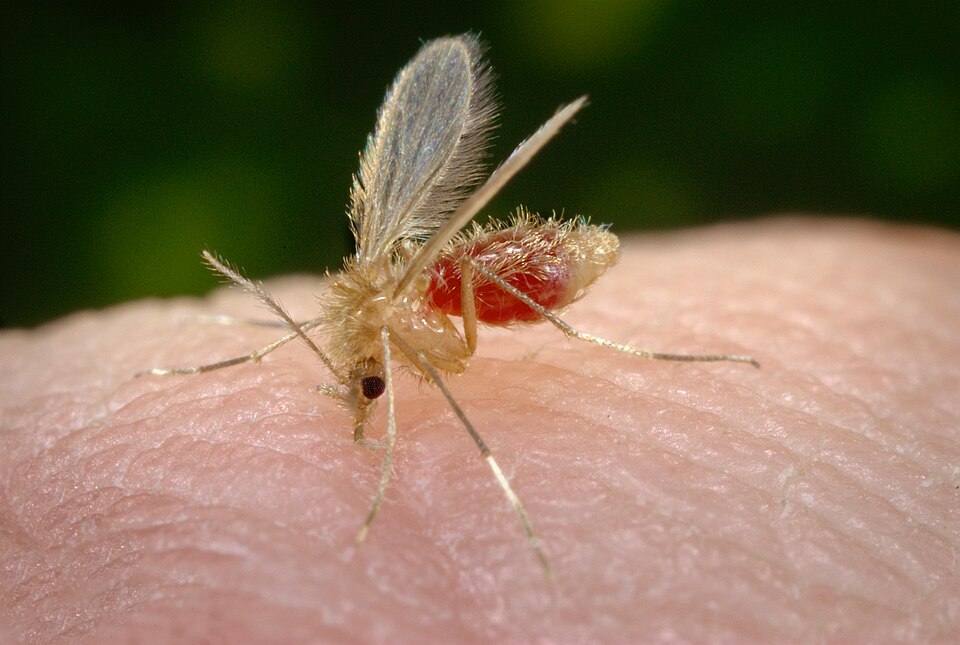 Flebótomo, el mosquito que transmite la leishmaniosis