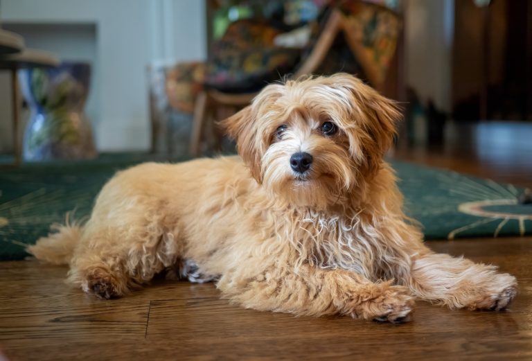 Maltipoo: cruce de Bichón Maltés y Caniche