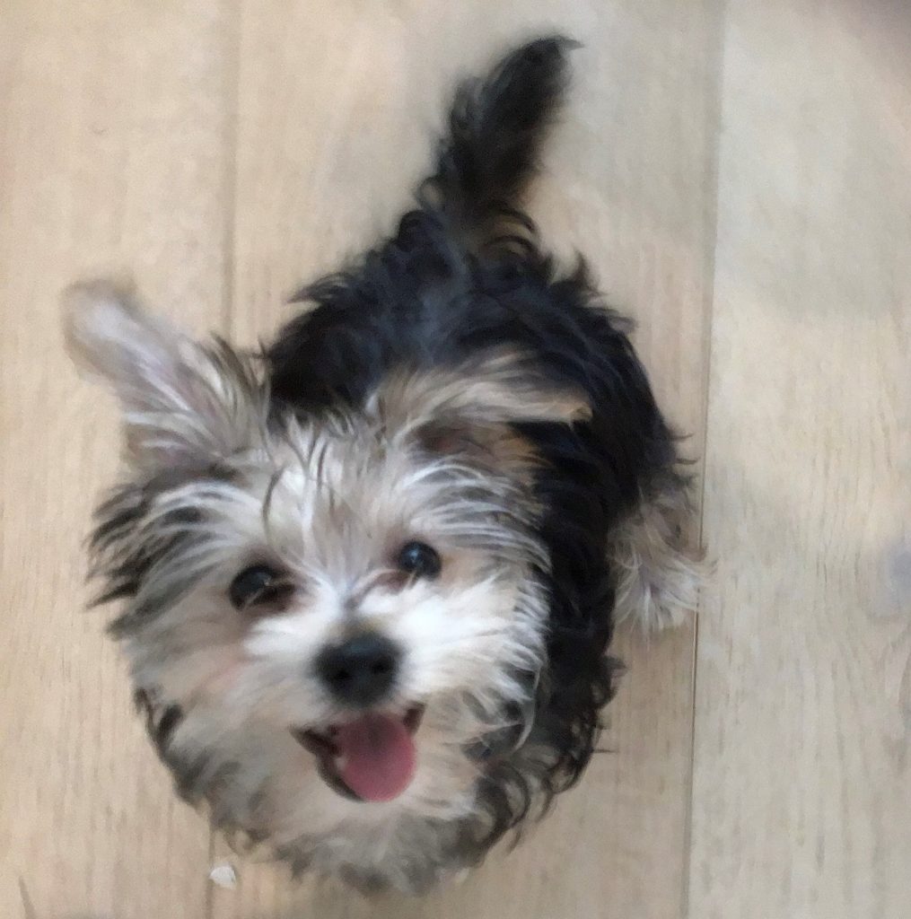 Morkie, cruce de Maltes y Yorkshire Terrier
