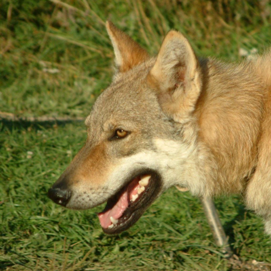 Cruce de Pastor Alemán con Lobo (Lobo Checoslovaco)
