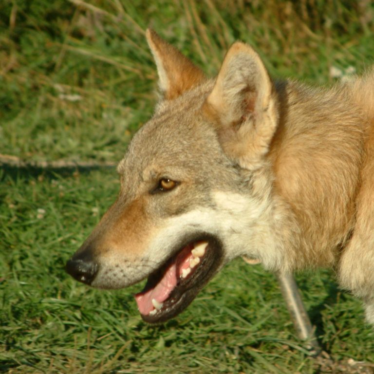 Cruce de Pastor alemán con Lobo