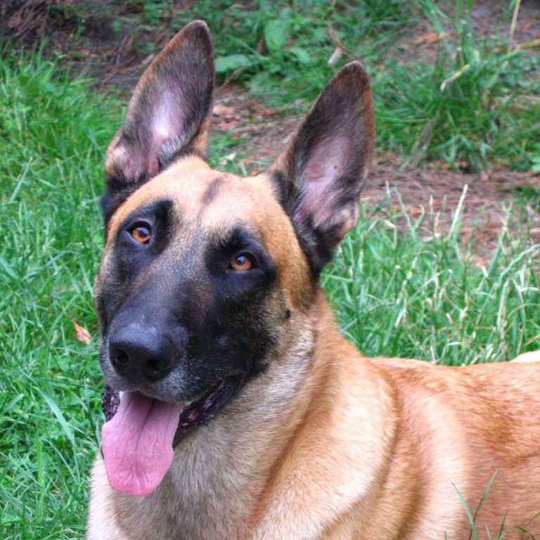 Pastor Belga Malinois