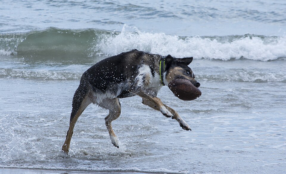 Perro atrapando una pelota en la playa