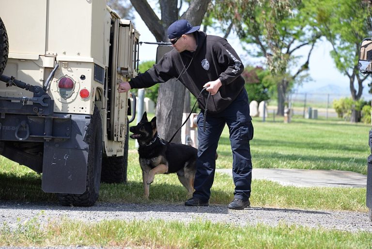 Lo que los perros detectores nos enseñan sobre disciplina y crianza responsable