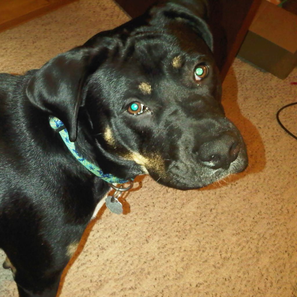 Cruce de Pitbull con Rottweiler