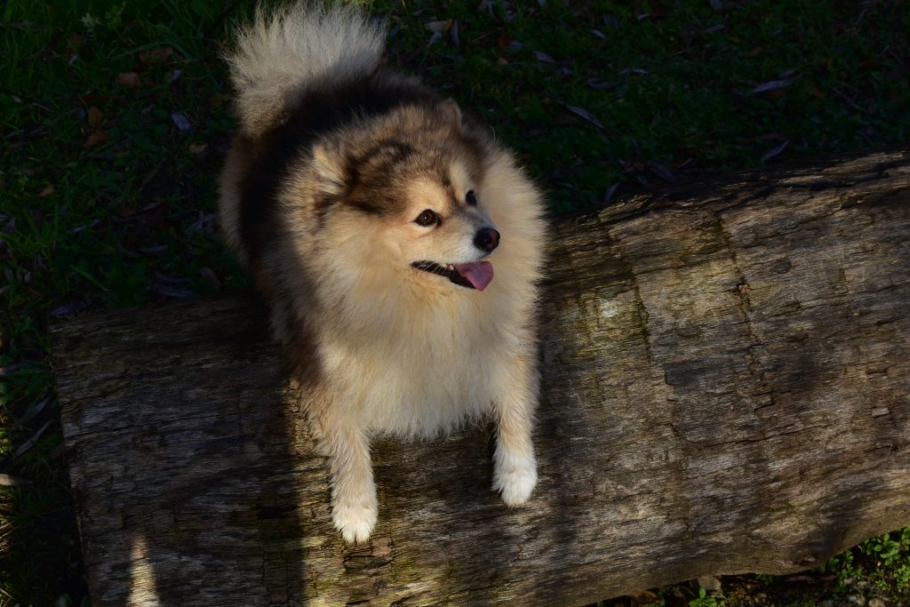 Pomsky, cruce de Pomerania y Husky Siberiano