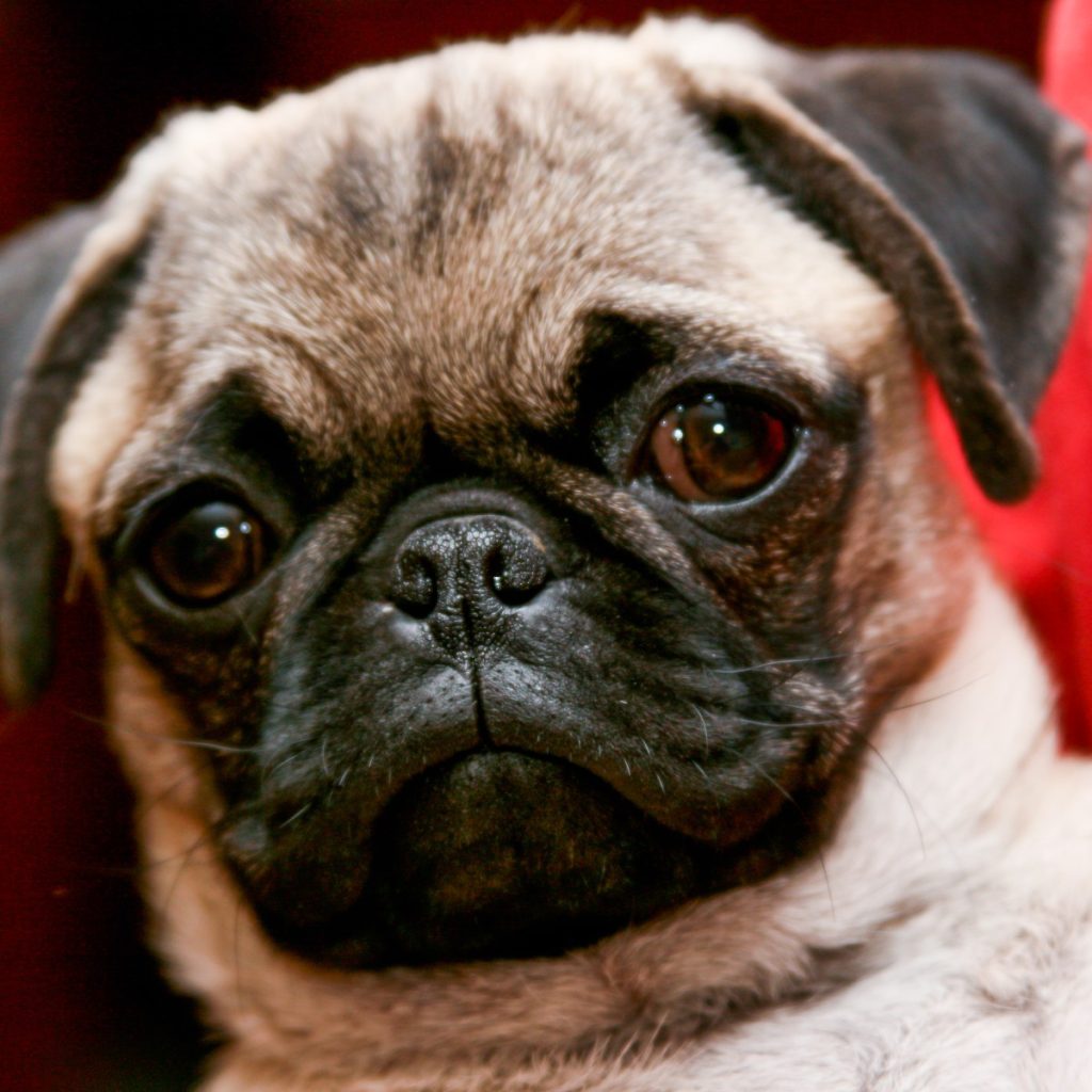 Pug o Carlino, raza de perro pequeña de origen chino