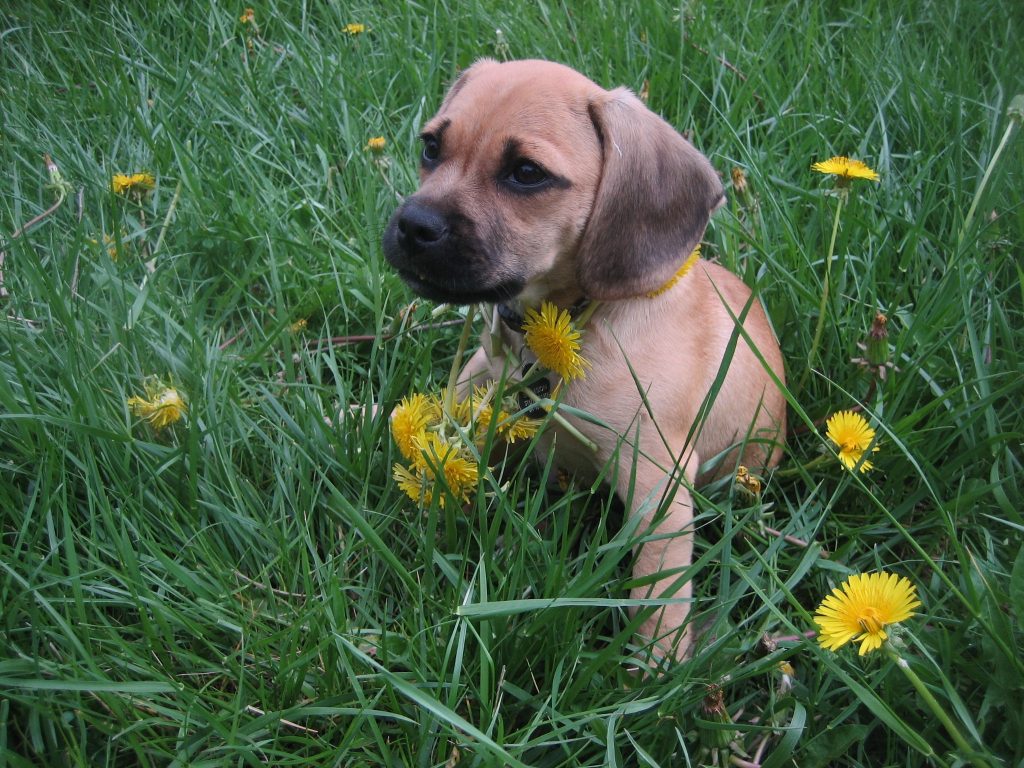 Puggle, cruce de Pug y Beagle