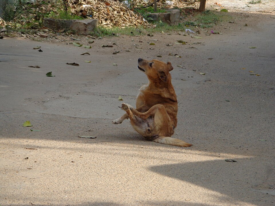 Perro rascándose por picor de pulgas o garrapatas