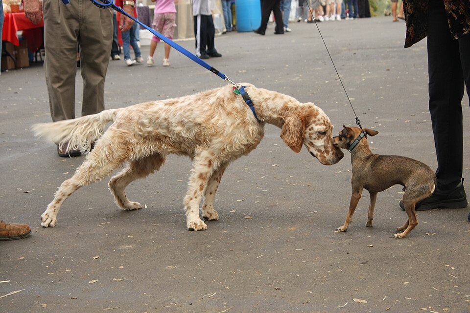 Dos perros encontrándose y olfateándose durante un paseo