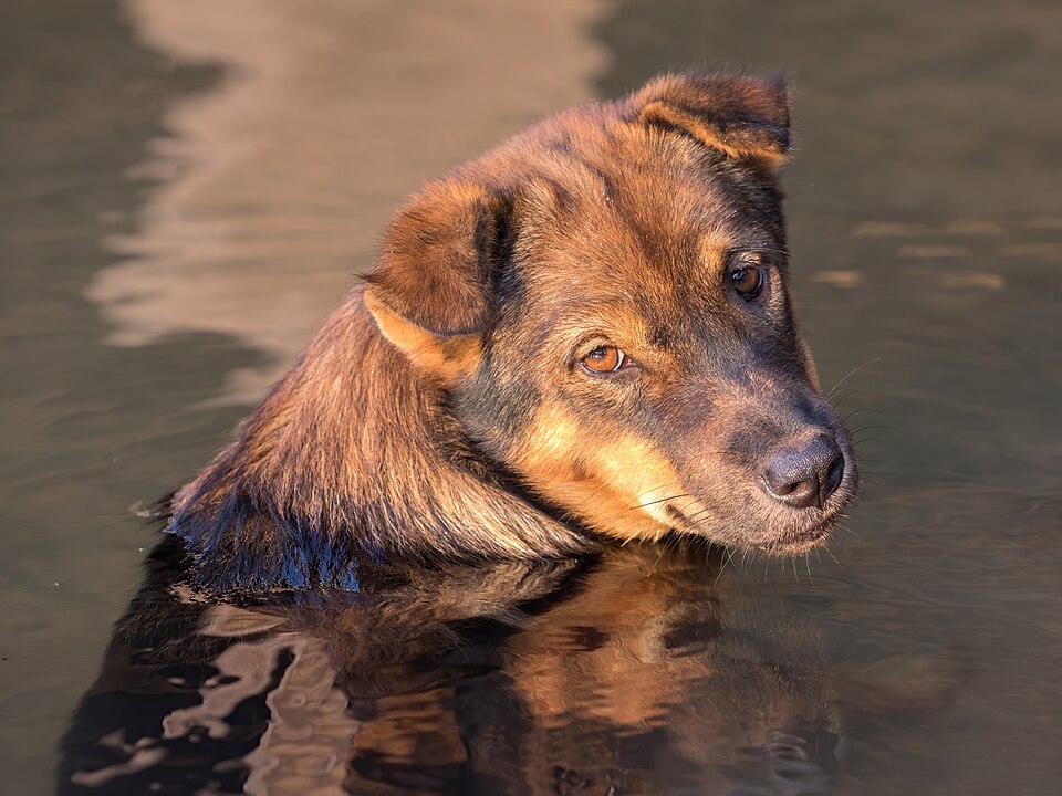 Perro refrescándose dentro del agua en un día caluroso