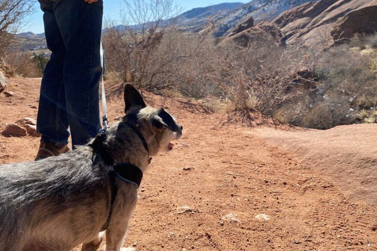 Parásitos internos, displasia de cadera y tos en perros: qué debes saber