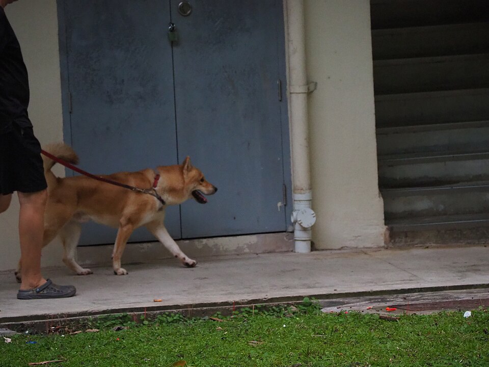 Dueño paseando a su perro con correa por la calle