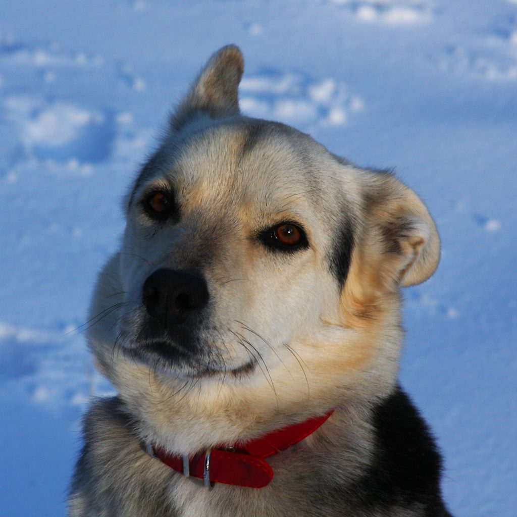 Shepsky, cruce de Pastor Alemán con Husky Siberiano