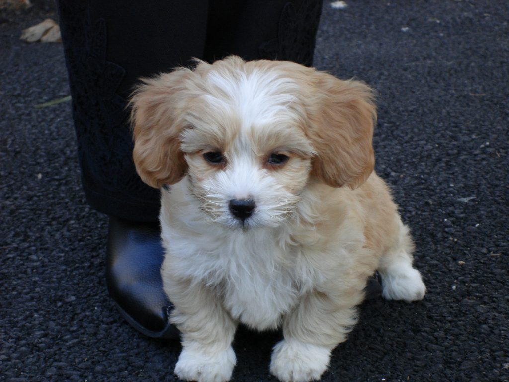 Shih-poo, cruce de Shih Tzu y Caniche