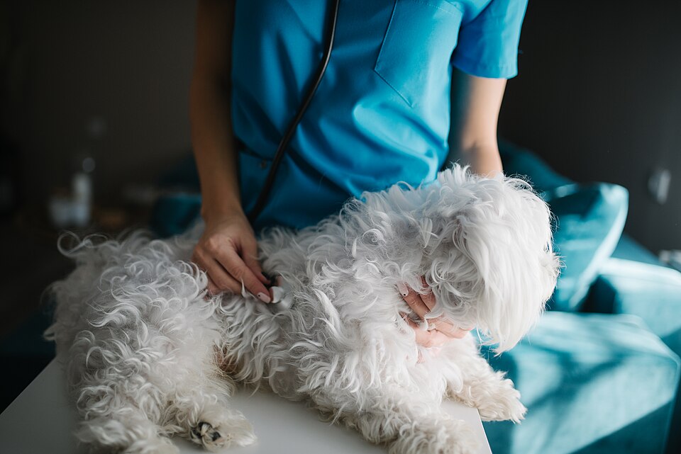 Veterinaria auscultando a un perro con un estetoscopio