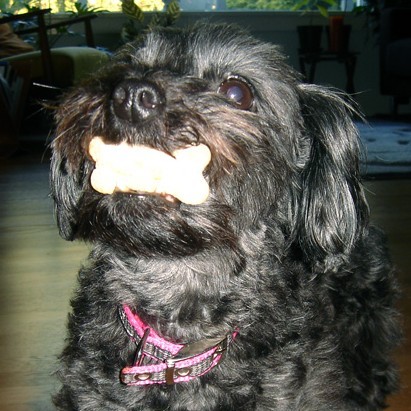 Cruce de Yorkshire con Caniche