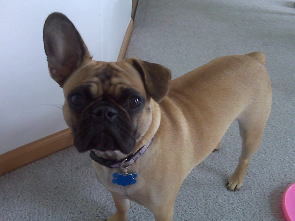 Cruce de Bulldog Frances y Pug