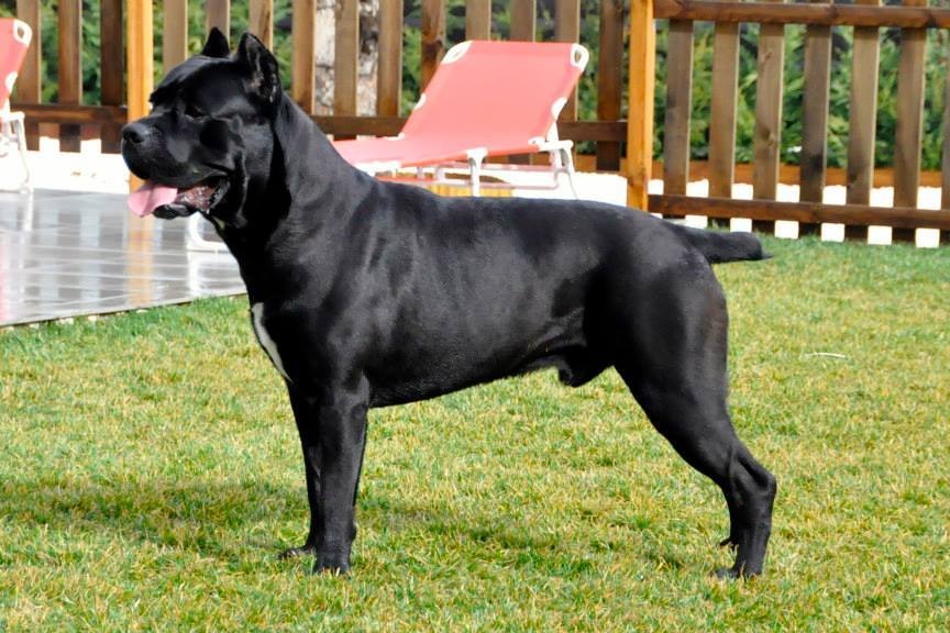 Cane Corso negro en posición de exposición mostrando su musculatura