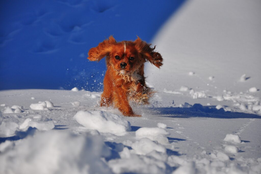 Cavalier King Charles Spaniel color ruby corriendo por la nieve