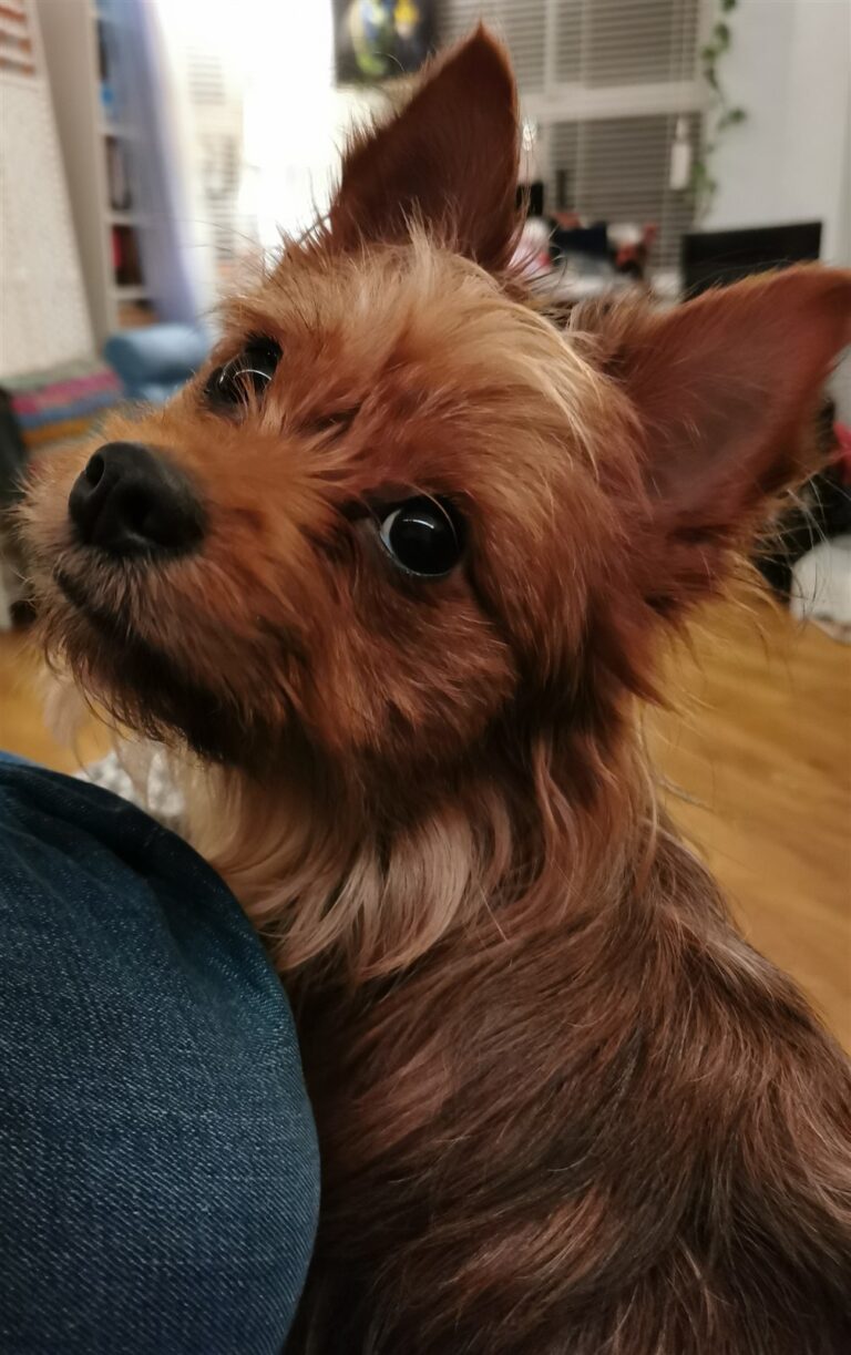Chorkie: cruce de Chihuahua y Yorkshire Terrier