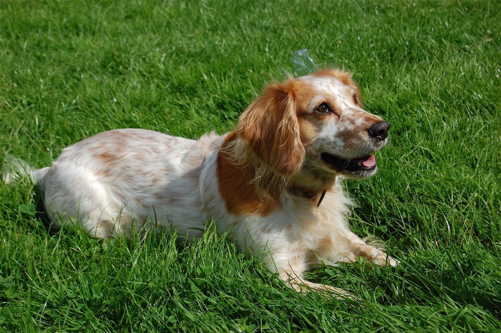 Cocker Spaniel ingles tumbado en la hierba con sus orejas largas caracteristicas