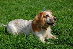 Cocker Spaniel