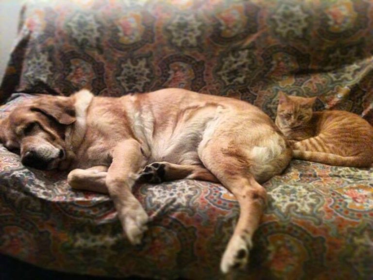 ¿Pueden convivir un perro y un gato? Guía de presentación paso a paso