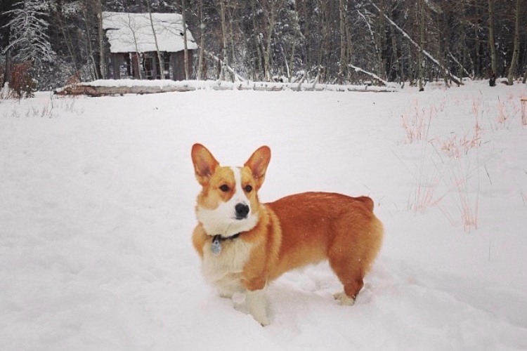 Corgi (Pembroke Welsh Corgi)