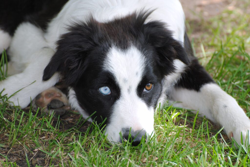 Cruce de Border Collie y Pastor Australiano