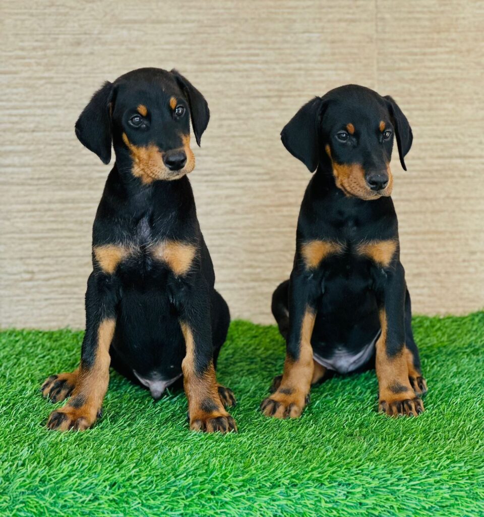 Dos cachorros de Doberman sentados sobre cesped