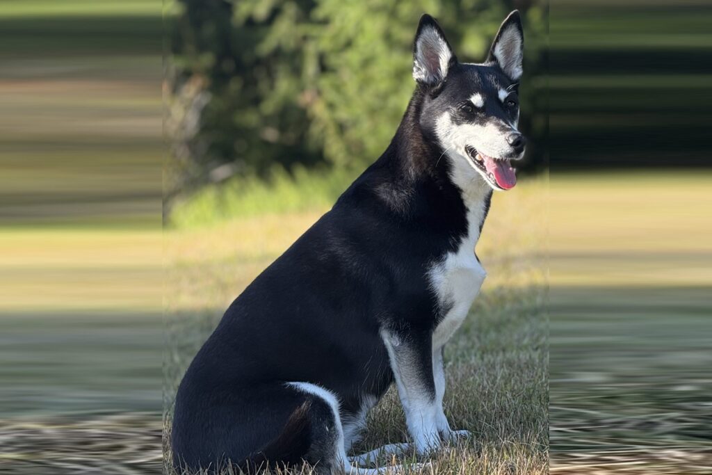 Horgi, cruce de Corgi y Husky Siberiano, cuerpo entero