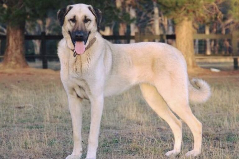 Kangal