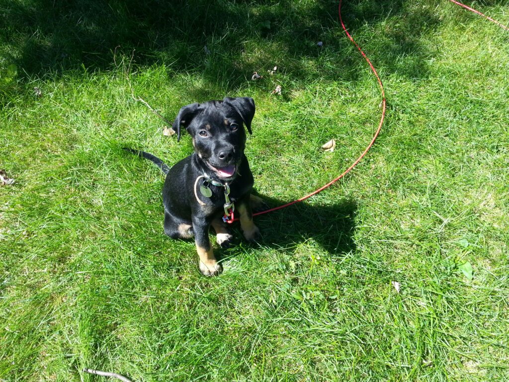 Labrottie, cruce de Labrador y Rottweiler