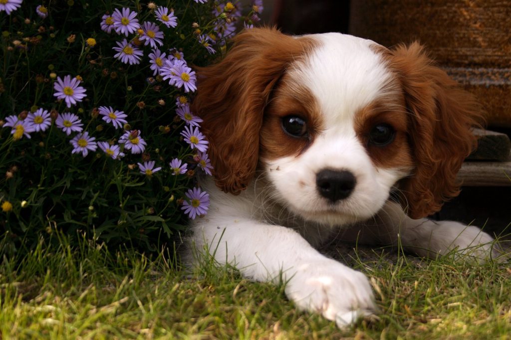 Cachorro de Cavalier King Charles Spaniel, raza pequena ideal para piso