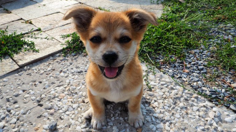 Las mejores razas de perro para dueños primerizos