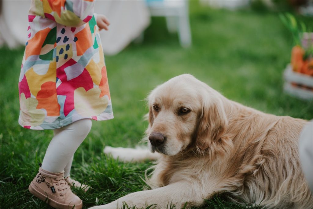 Golden Retriever tumbado en el cesped junto a una nina, ambiente familiar
