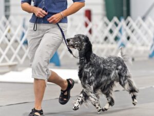 Setter Inglés
