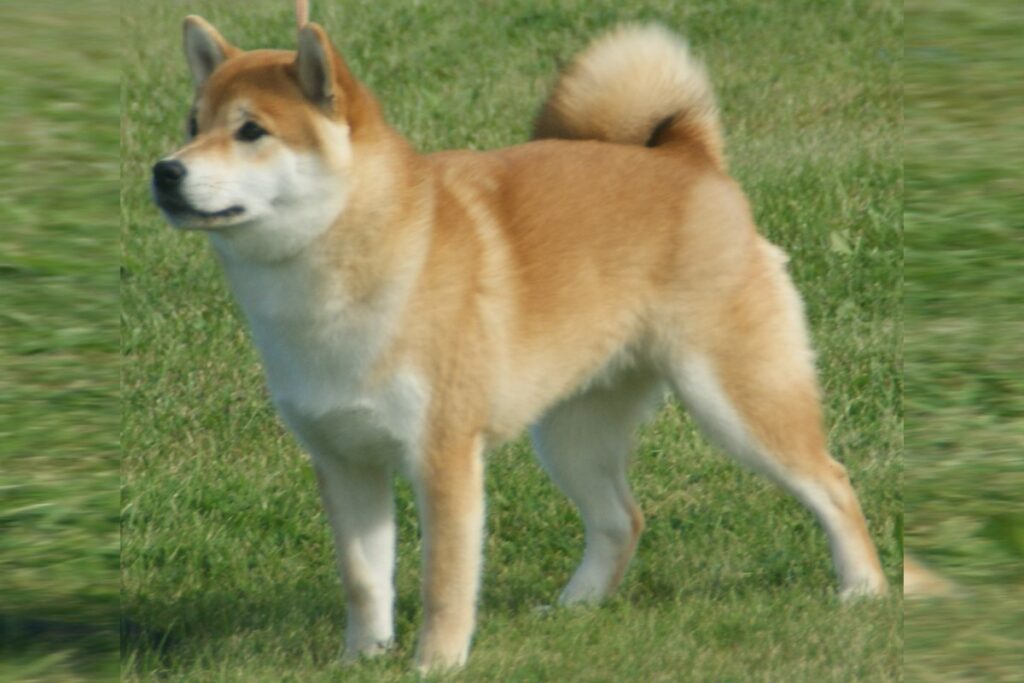Shiba Inu rojo de cuerpo entero sobre hierba