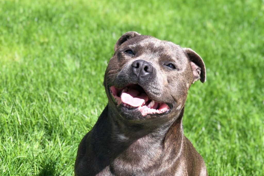 Staffordshire Bull Terrier sonriente sobre el cesped