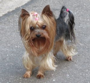 Yorkshire Terrier