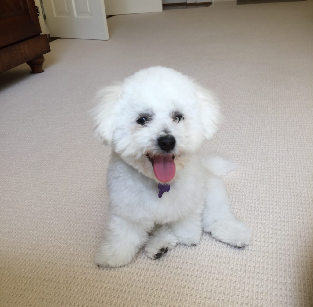 Bichón Frisé