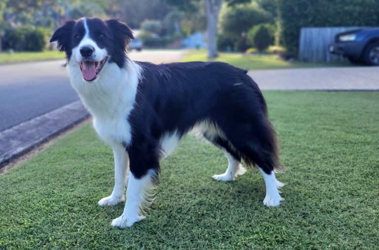 Borador: cruce de Border Collie y Labrador