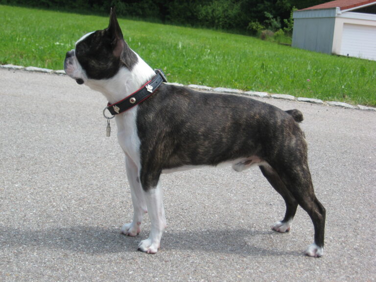 Frenchton: cruce de Bulldog Francés y Boston Terrier