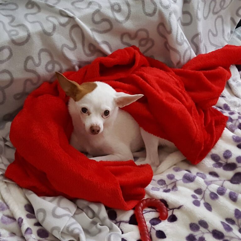 Jack-Chi: cruce de Jack Russell Terrier y Chihuahua