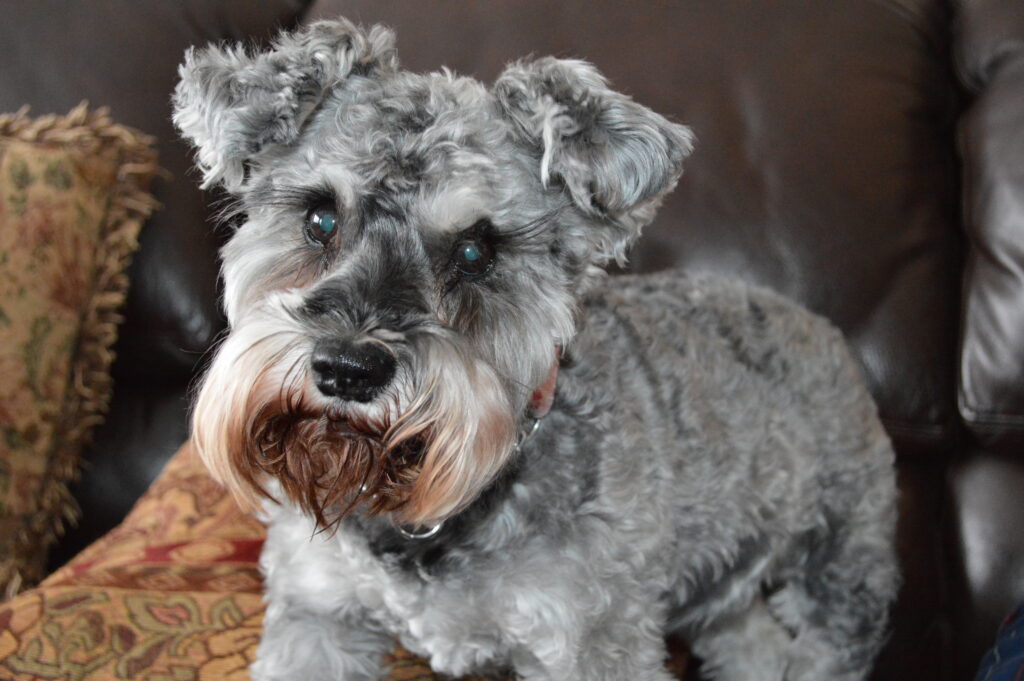 Schnauzer