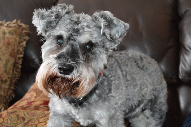 Schnauzer